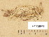  ( - H6038561)  @11 [ ] Copyright (2013) Diana Weckman Botanical Museum, Finnish Museum of Natural History, University of Helsinki