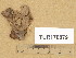  ( - TUR170879)  @11 [ ] Copyright (2014) Diana Weckman Botanical Museum, Finnish Museum of Natural History, University of Helsinki