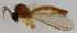  ( - MZH_HP.1725)  @11 [ ] CreativeCommons - Attribution Non-Commercial No Derivatives (2013) Hanna Koivula Finnish Museum of Natural History
