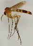  ( - MZH_HP.1789)  @14 [ ] CreativeCommons - Attribution Non-Commercial No Derivatives (2013) Hanna Koivula Finnish Museum of Natural History