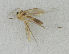  ( - MZH_HP.2316)  @11 [ ] CreativeCommons - Attribution Non-Commercial No Derivatives (2014) Hanna Koivula Finnish Museum of Natural History