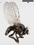  (Melanagromyza pubescens - MZH_HP.2339)  @11 [ ] CreativeCommons - Attribution Non-Commercial No Derivatives (2014) Hanna Koivula Finnish Museum of Natural History