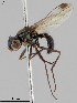  (Sepsis duplicata - MZH_HP.2376)  @14 [ ] CreativeCommons - Attribution Non-Commercial No Derivatives (2014) Hanna Koivula Finnish Museum of Natural History