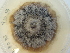  (Pseudogymnoascus roseus - FIN_077)  @11 [ ] CreativeCommons - Attribution Non-Commercial (2040) Unspecified Norwegian Institute for Nature Research