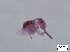  (Sphaeridiini_Collembola - FINCO-2020-0182)  @11 [ ] by-nc (2020) Inkeri Markkula University of Turku