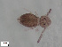  (Pygmarrhopalites principalis - FINCO-2020-0327)  @11 [ ] by-nc (2021) Inkeri Markkula University of Turku