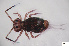  (Ptenothricinae - FINCO-2020-0375)  @11 [ ] by-nc (2021) Inkeri Markkula University of Turku