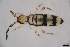  (Entomobrya corticalis - FINCO-2020-0392)  @11 [ ] by-nc (2021) Inkeri Markkula University of Turku