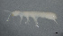  (Folsomia fimetarioides - FINCO-2020-0398)  @11 [ ] by-nc (2021) Inkeri Markkula University of Turku