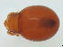  ( - FINOR-20120185)  @11 [ ] Copyright (2012) R. Penttinen Zoological Museum, University of Turku