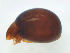  ( - FINOR-20120188)  @11 [ ] Copyright (2012) R. Penttinen Zoological Museum, University of Turku