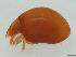  ( - FINOR-20120253)  @11 [ ] Copyright (2012) R. Penttinen Zoological Museum, University of Turku
