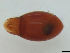  ( - FINOR-20120255)  @11 [ ] Copyright (2012) R. Penttinen Zoological Museum, University of Turku