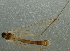 (Dicranomyia patens - JES-20110091)  @13 [ ] No Rights Reserved (2011) Jukka Salmela University of Turku