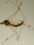  (Dicranomyia didyma - JES-20110098)  @14 [ ] No Rights Reserved (2011) Jukka Salmela University of Turku