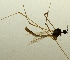  (Dicranomyia rufiventris - JES-20110121)  @12 [ ] No Rights Reserved (2011) Jukka Salmela University of Turku