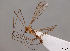  (Dicranomyia danica - JES-20110418)  @15 [ ] Unspecified (default): All Rights Reserved  Unspecified Unspecified