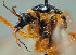  (Ctenophora pectinicornis - JES-20110437)  @12 [ ] Unspecified (default): All Rights Reserved  Unspecified Unspecified