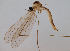  (Gonomyia tenella - JES-20110440)  @13 [ ] Unspecified (default): All Rights Reserved  Unspecified Unspecified