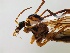  (Ctenophora nigriceps - JES-20110447)  @11 [ ] Unspecified (default): All Rights Reserved  Unspecified Unspecified