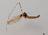  (Dicranomyia stylifera - JES-20110476)  @13 [ ] Unspecified (default): All Rights Reserved  Unspecified Unspecified