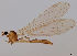  (Gonomyia bifida - JES-20110485)  @11 [ ] Unspecified (default): All Rights Reserved  Unspecified Unspecified
