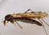  (Tipula montium - JES-20120002)  @12 [ ] Unspecified (default): All Rights Reserved  Unspecified Unspecified