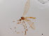  (Gonomyia edwardsi - JES-20120003)  @11 [ ] Unspecified (default): All Rights Reserved  Unspecified Unspecified