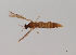  (Paradelphomyia nigrina - JES-20120005)  @13 [ ] Unspecified (default): All Rights Reserved  Unspecified Unspecified