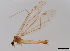  (Dicranomyia murina - JES-20120042)  @13 [ ] Unspecified (default): All Rights Reserved  Unspecified Unspecified
