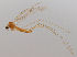  (Dicranomyia omissinervis - JES-20120101)  @11 [ ] Unspecified (default): All Rights Reserved  Unspecified Unspecified