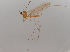  (Gonomyia abscondita - JES-20120107)  @14 [ ] Unspecified (default): All Rights Reserved  Unspecified Unspecified