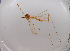  (Dicranomyia cf. mitis - JES-20120147)  @13 [ ] Unspecified (default): All Rights Reserved  Unspecified Unspecified
