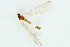  (Gonomyia simplex - JES-20120272)  @13 [ ] CreativeCommons - Attribution Non-Commercial (2012) Marko Mutanen University of Oulu