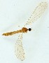  (Atypophthalmus inustus - JES-20120452)  @13 [ ] CreativeCommons - Attribution Non-Commercial (2012) Marko Mutanen University of Oulu