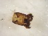  ( - A12_ornatumgr)  @12 [ ] Unspecified (default): All Rights Reserved  Unspecified Unspecified