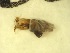  ( - E12_Simulium_ornatum_gr)  @12 [ ] Unspecified (default): All Rights Reserved  Unspecified Unspecified
