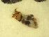  ( - E12_Simulium_ornatum_gr)  @12 [ ] Unspecified (default): All Rights Reserved  Unspecified Unspecified