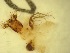 ( - A6_ornatumgr)  @12 [ ] Unspecified (default): All Rights Reserved  Unspecified Unspecified