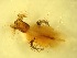  ( - D5_Simulium_ornatum)  @12 [ ] Unspecified (default): All Rights Reserved  Unspecified Unspecified