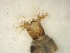  ( - E8_Simulium_ornatum_gr)  @12 [ ] Unspecified (default): All Rights Reserved  Unspecified Unspecified