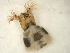  ( - E8_Simulium_ornatum_gr)  @12 [ ] Unspecified (default): All Rights Reserved  Unspecified Unspecified