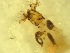  ( - E8_Simulium_ornatum_gr)  @12 [ ] Unspecified (default): All Rights Reserved  Unspecified Unspecified