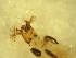  ( - E8_Simulium_ornatum_gr)  @12 [ ] Unspecified (default): All Rights Reserved  Unspecified Unspecified