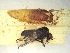  ( - Jari-20110195_Simulium_cf_frigidum)  @12 [ ] Unspecified (default): All Rights Reserved  Unspecified Unspecified