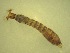  ( - Jari-20110212_Simulium_ornatum_group)  @12 [ ] Unspecified (default): All Rights Reserved  Unspecified Unspecified