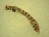  ( - Jari-20110214_Simulium_ornatum_group)  @12 [ ] Unspecified (default): All Rights Reserved  Unspecified Unspecified