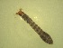  ( - Jari-20110215_Simulium_ornatum_group)  @12 [ ] Unspecified (default): All Rights Reserved  Unspecified Unspecified