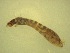  ( - Jari-20110216_Simulium_ornatum_group)  @12 [ ] Unspecified (default): All Rights Reserved  Unspecified Unspecified