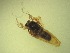  ( - Jari-20110217_Simulium_cf_frigidum)  @12 [ ] Unspecified (default): All Rights Reserved  Unspecified Unspecified